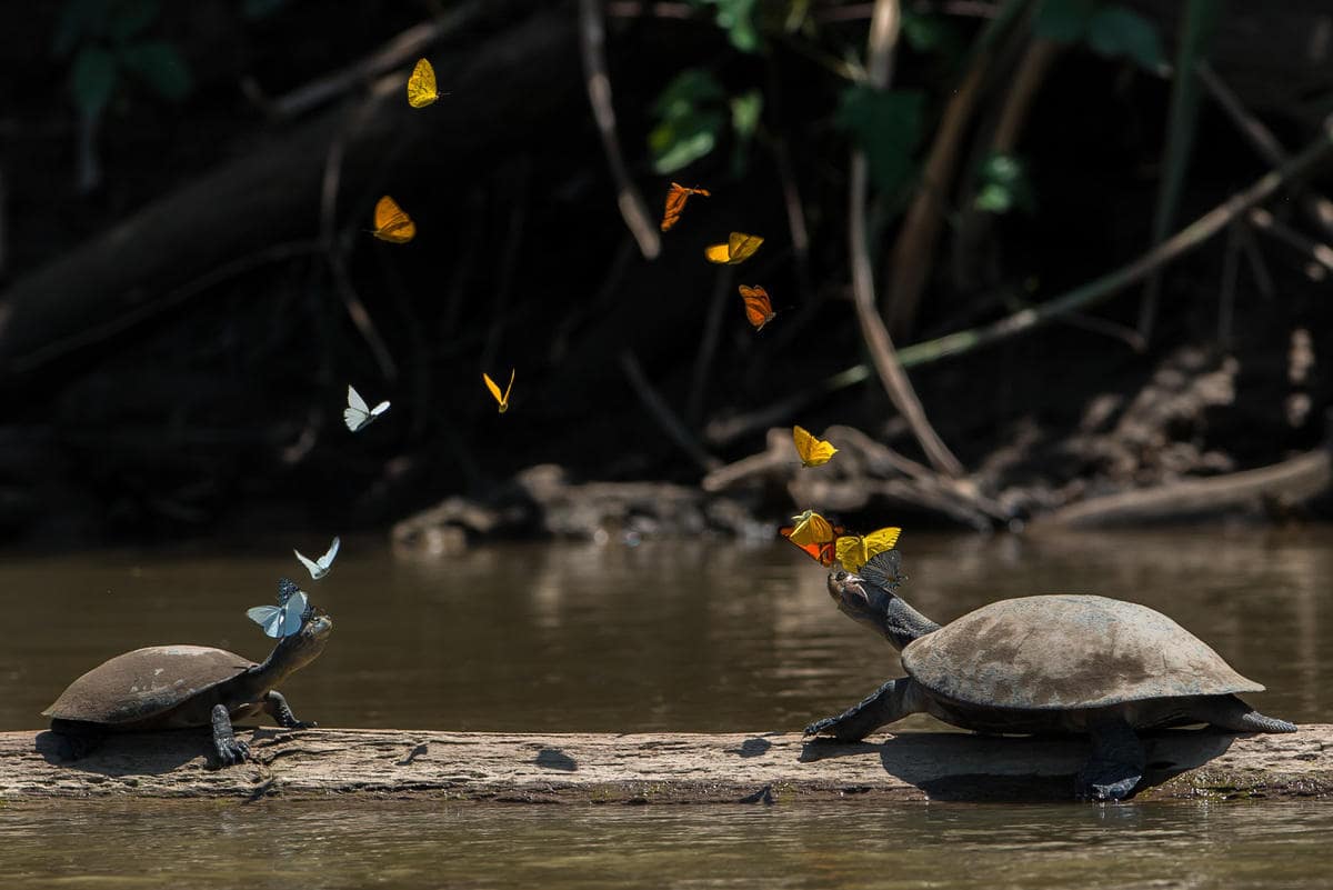 Excursion en Amazonia Peruana 2 dias