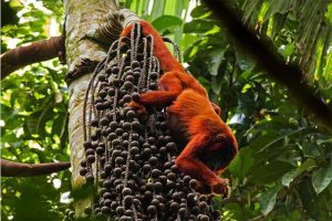 Un Tour Selva Peruana