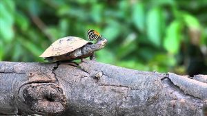 Tour en Amazonas Rainforest