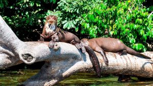 Tour en Amazonas Rainforest 2 dias