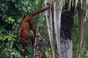 Tour en Amazonas Rainforest 2 dias