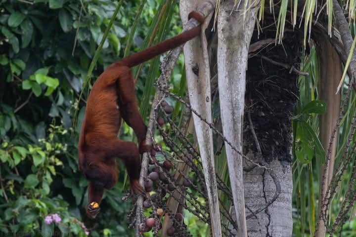 Tour en Amazonas Rainforest 2 dias