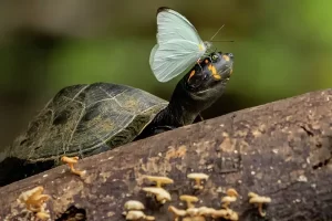 Tour en Amazonas Rainforest