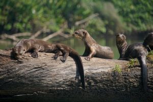 Bird Watching Photography In The Amazon