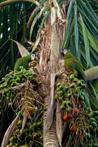 Tours de vida silvestre en la Amazonía peruana