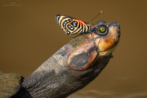 Bird Watching Photography In The Amazon