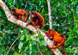 Un Tour en Amazonas
