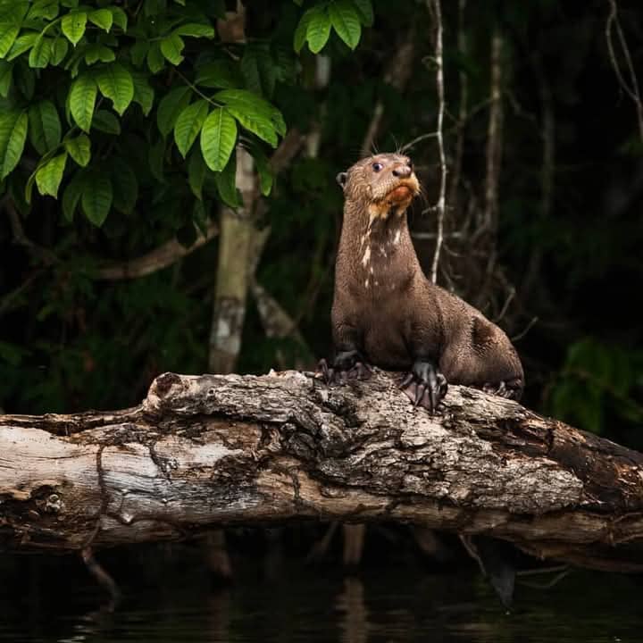 Viaje a Amazonia Peruana 3 dias