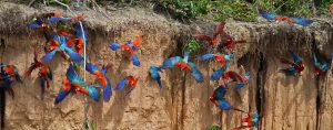 Bird Watching Photography In The Amazon
