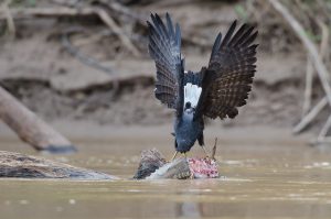 Observacion de Aves Fotografia