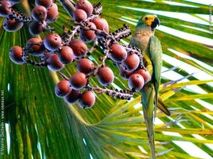 Observacion de Aves Fotografia