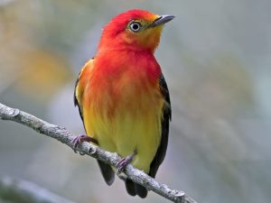 Bird Watching Photography In The Amazon