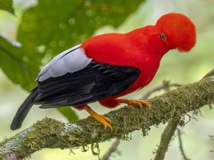 Bird Watching Photography In The Amazon