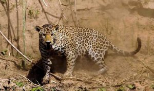 Bird Watching Photography In The Amazon