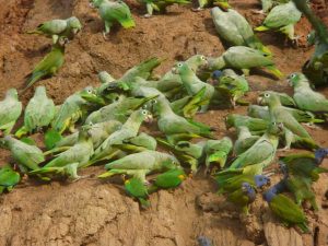 Bird Watching Photography In The Amazon