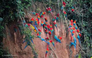 tambopata macaw clay lick