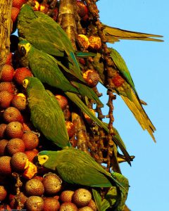 Observacion de Aves Fotografia