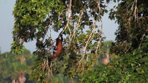 Bird Watching Photography In The Amazon