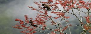 Bird Watching Photography In The Amazon