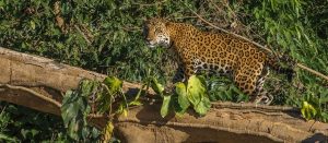 La Reserva Nacional Tambopata