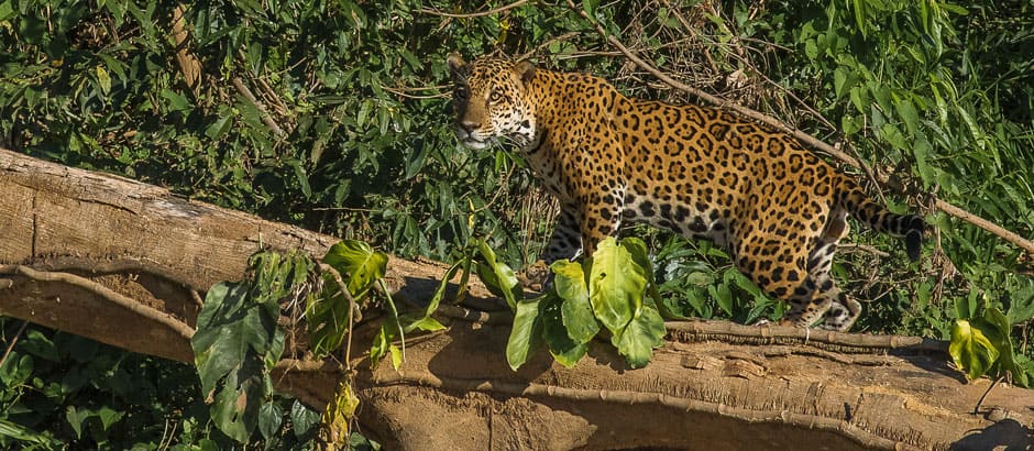 La Reserva Nacional Tambopata