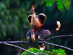 Explore the Amazon in Peru Macaw Clay