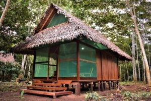Explore the Amazon in Peru Macaw Clay