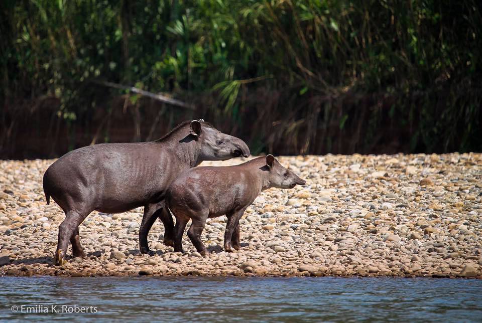 Best Amazon Wildlife Peru Macaw Clay 4 days