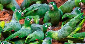 El Parque Nacional del Manu