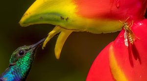 Explore the Amazon in Peru Macaw Clay