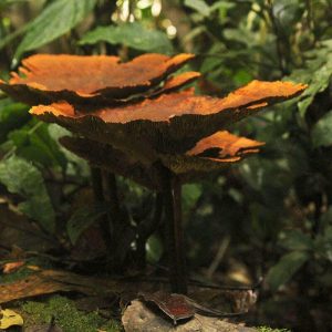 Explore the Amazon in Peru Macaw Clay