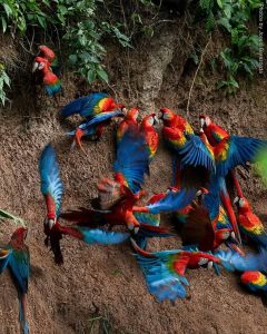 Explore the Amazon in Peru Macaw Clay