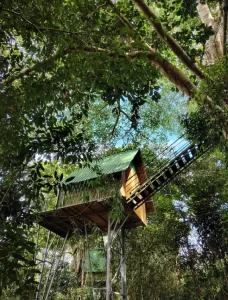 Explore the Amazon in Peru Macaw Clay