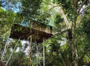 Explore the Amazon in Peru Macaw Clay