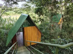 Explore the Amazon in Peru Macaw Clay