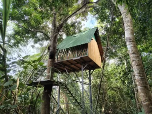 Explore the Amazon in Peru Macaw Clay