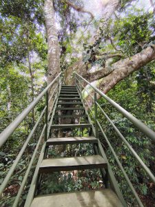 Explore the Amazon in Peru Macaw Clay