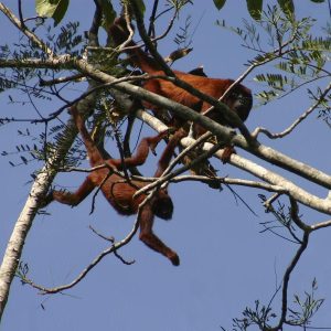 Best Tour Amazonia Clay Lick - Full day Sandoval