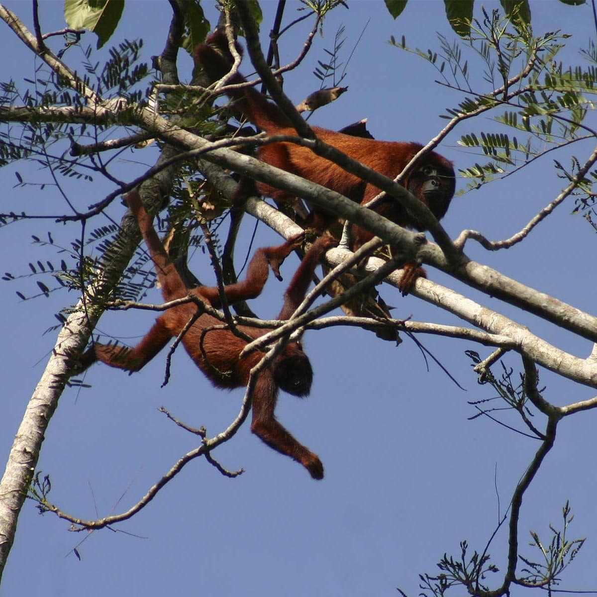 Best Tour Amazonia Clay Lick – Full day Sandoval  5 days