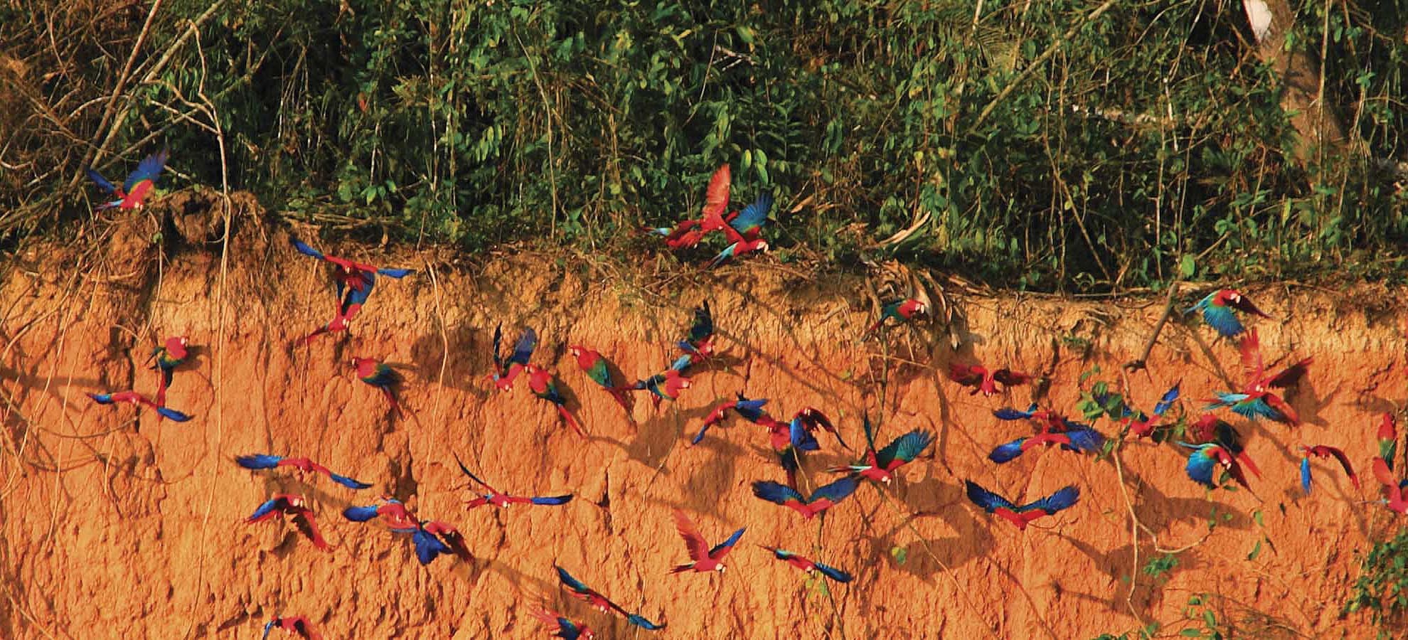 Explora la Amazonia Peru Collpa Guacamayos 3 dias