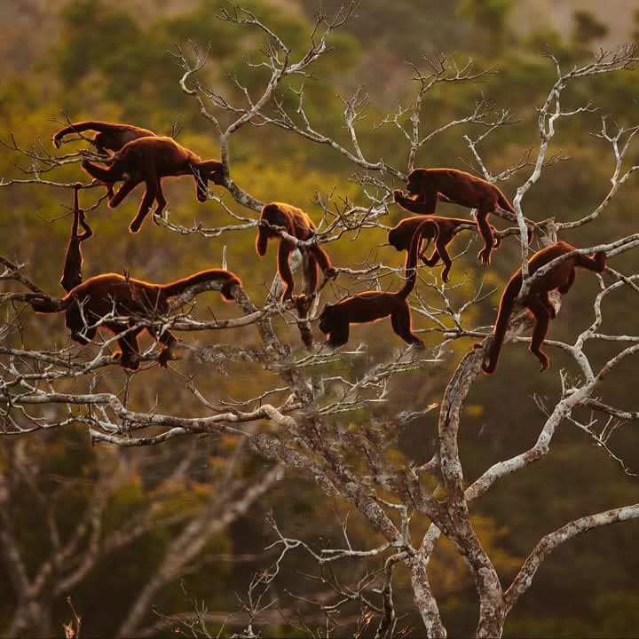 Peruvian Amazon Tours Pampas del Heath 6 Days