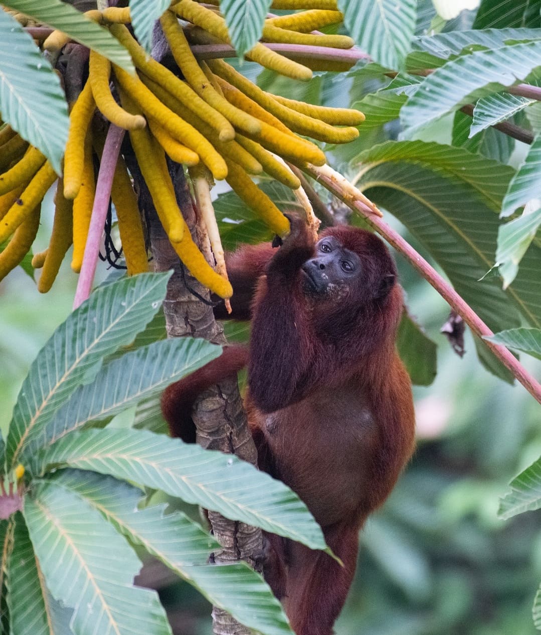 Tour Amazon Macaw Chuncho -Sandoval Lake 4 days