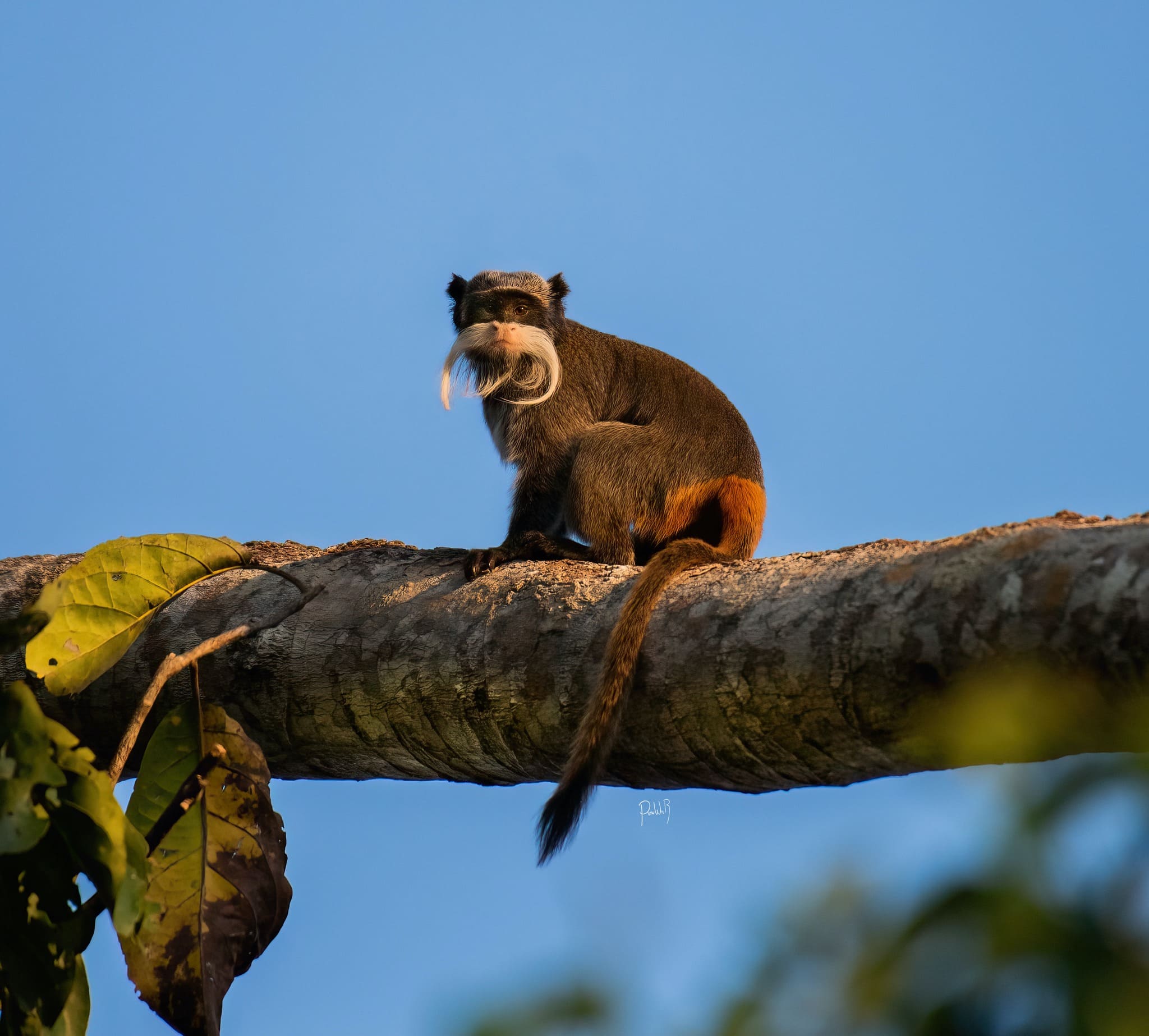 Tour Aventura Collpa Guacamayo Chuncho Lago Sandoval 4 dias