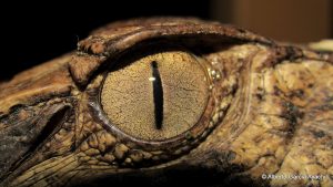 Tours a la Amazonia Lago Sandoval Tambopata 5 días