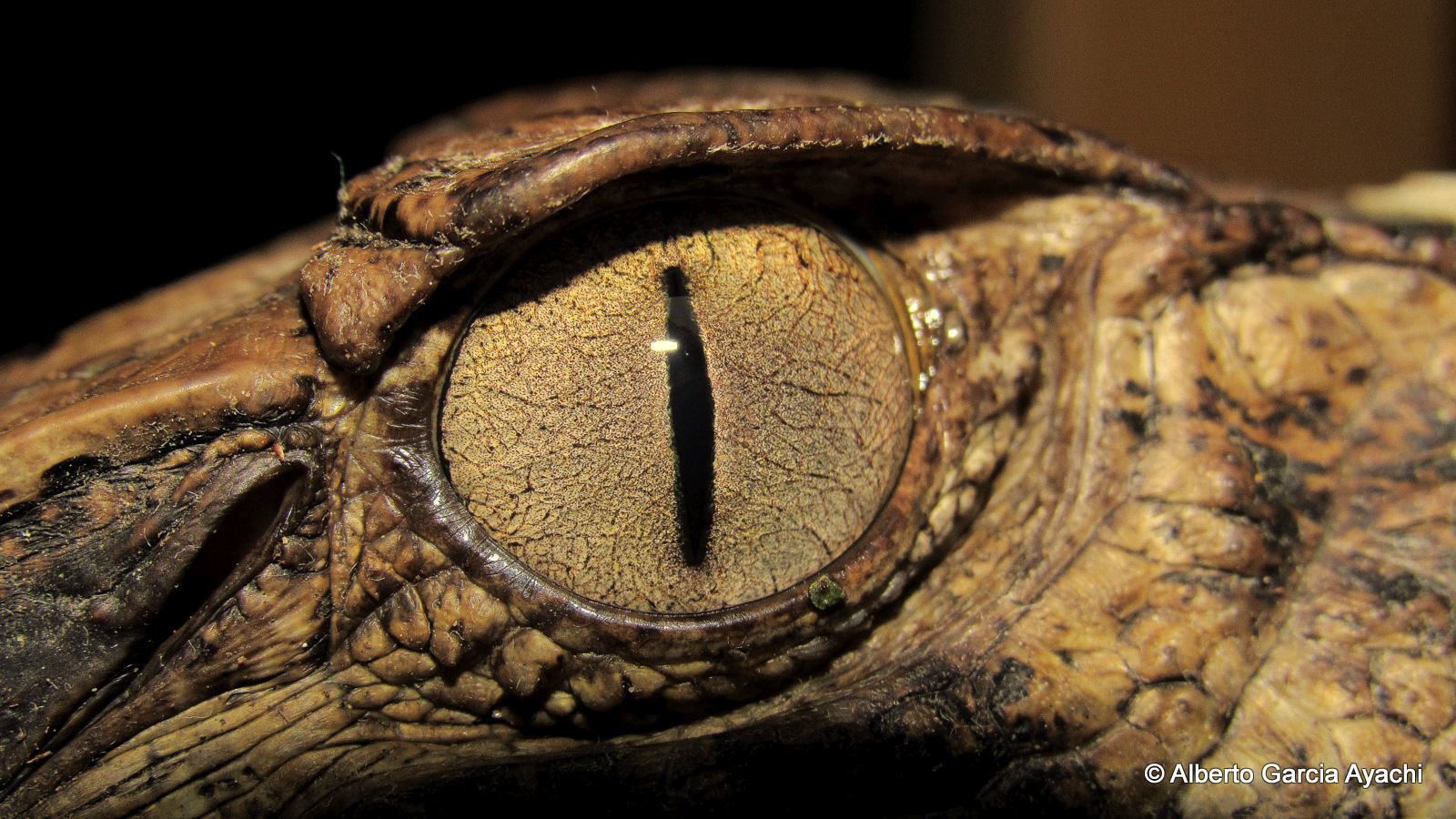 Tours a la Amazonia Lago Sandoval Tambopata 5 días