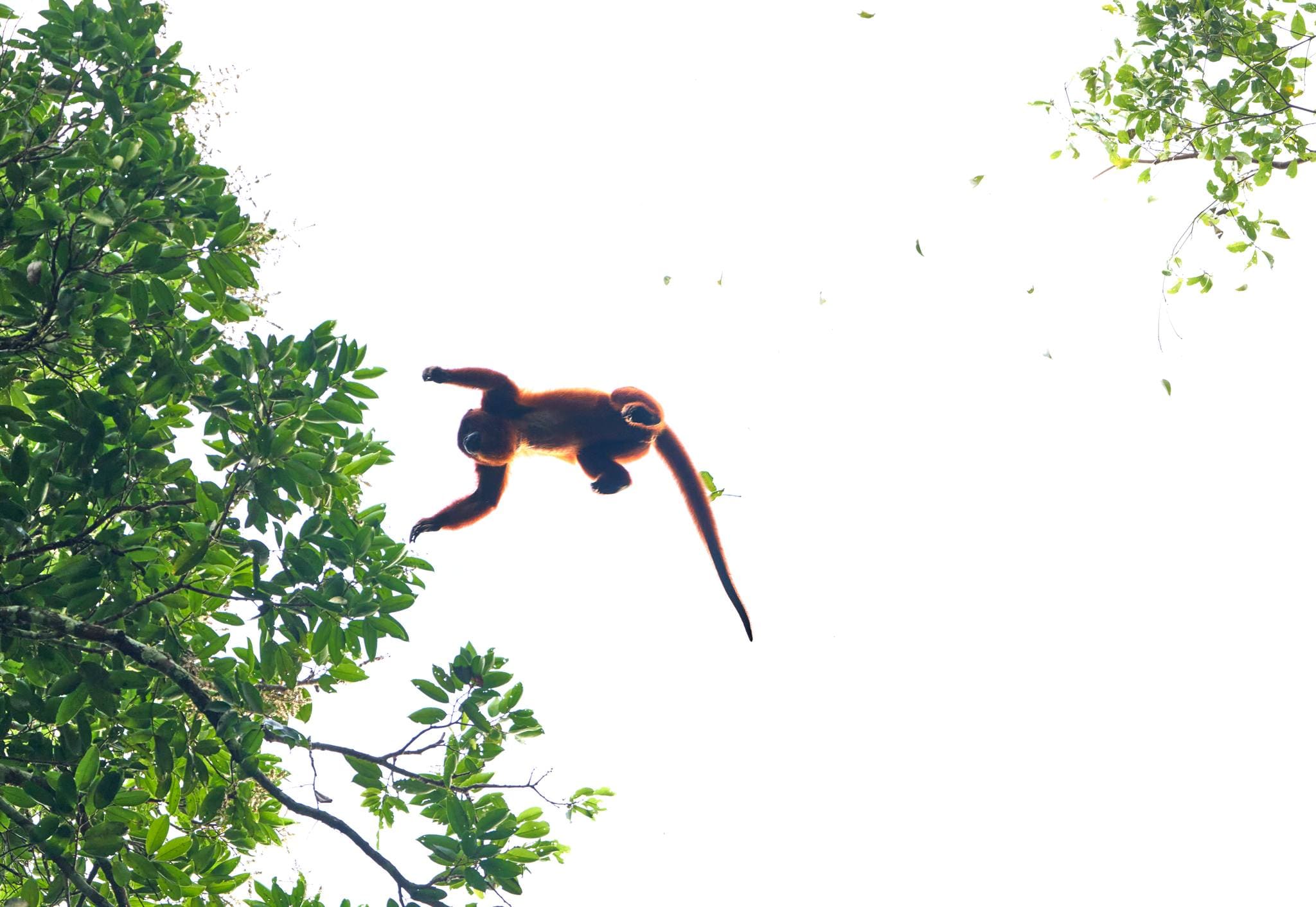 The Amazon Tour in Peru 6 days