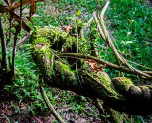 La Ceremonia de Ayahuasca Amazonas Peru 2 dias