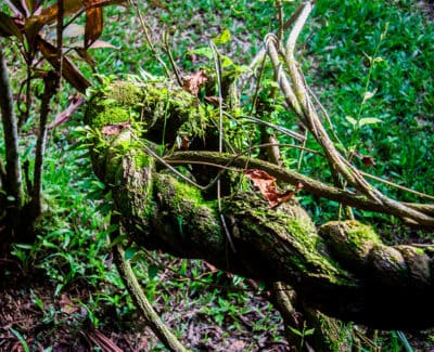 La Ceremonia de Ayahuasca Amazonas Peru 2 dias