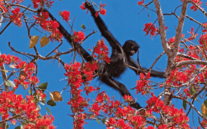 The Amazon Tour in Peru 6 days