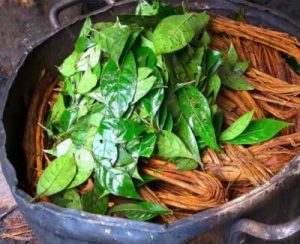 La Ceremonia de Ayahuasca Amazonas Peru 2 dias